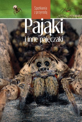 pajaki1.jpg